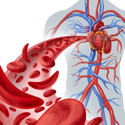 precimed-stemcell-blood-vessels